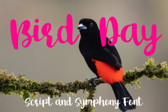 Bird Day Font Review for Web Designers